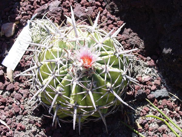 Echinocactus_texensis